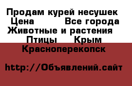 Продам курей несушек › Цена ­ 350 - Все города Животные и растения » Птицы   . Крым,Красноперекопск